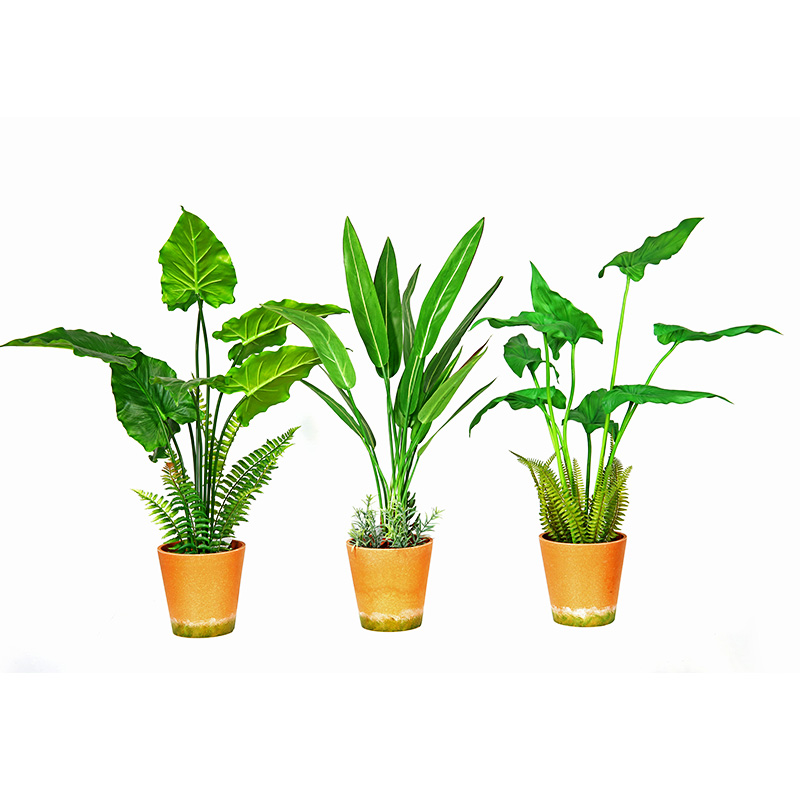 Gorąca Sprzedaż Fabryka Direct Supply Green Indoor Outdoor Home Decorate Doniczkowe Zielona roślina